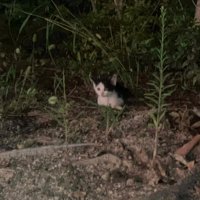 外にいる子猫