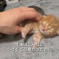 生後間もなくの猫さん