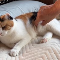 お腹をつまんで