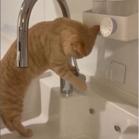 流しに立っている猫