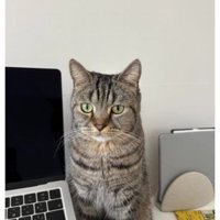 パソコン横の猫