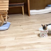 毛づくろいするうにくんと食事中の三毛ちゃん