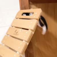 落ちる猫