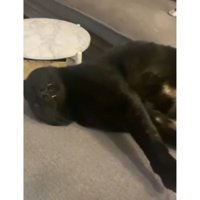 室内にいる猫