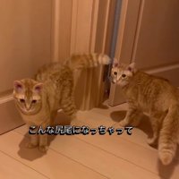「こんなしっぽになっちゃって…」と書かれた写真1