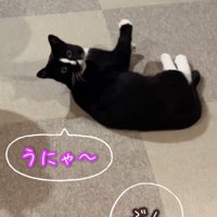 振り向く猫