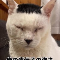 目を閉じている白黒猫