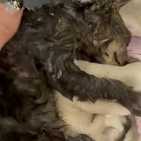 少しだけ綺麗になった子猫