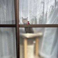 窓から外を見ている猫