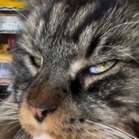 カッコいい猫