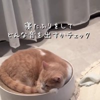 丸まっている猫