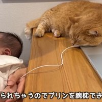 赤ちゃんを抱っこしている人と猫
