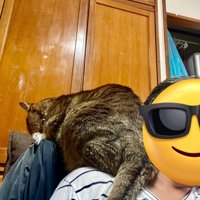 人の肩に乗る猫