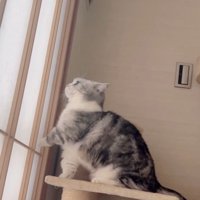 左手で障子をかく猫（文字なし）
