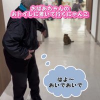 猫を呼ぶ人