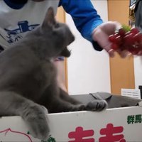 身を乗り出した姿