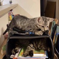 ランドセルの中と上にいる2匹の子猫