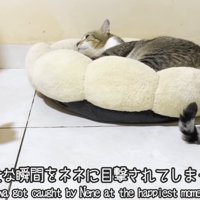 子猫のそばでふみふみをする猫