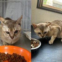 ケージの中にいる猫