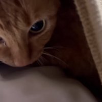 服の中にいる月ちゃん