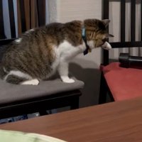 叩く猫