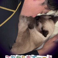 人と一緒に寝る子猫