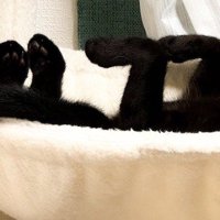 「1177」の形に見える猫の足