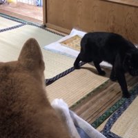 柴犬の前を横切る黒猫