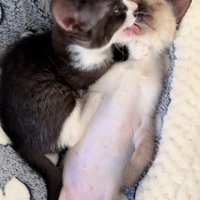 激しい毛づくろいをするヒジキちゃん