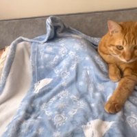 寝込んでいる赤ちゃんのそばにいる猫