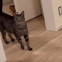 キジトラ猫ちゃん