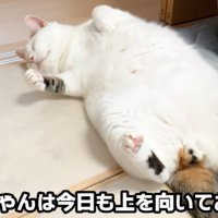 仰向けな猫（おーちゃんは今日も上を向いてお昼寝中）