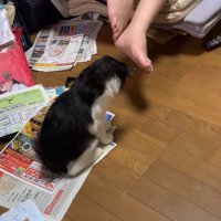 やや前傾姿勢で飼い主の足の影を見つめている子猫