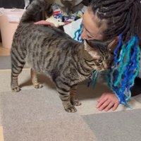 スリスリする猫