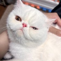 なでられて目を細めて飼い主を見上げる猫