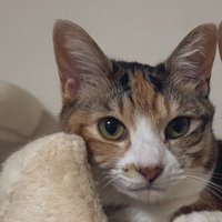 凛々しい表情の猫