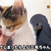 テロップ「うとうと寝てしまったら～」
