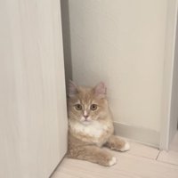 顔パック中の飼い主さんを見て驚くサイベリアン