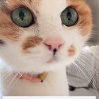子猫みたいなんだよ