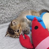 えびにもじゃれつく子猫 