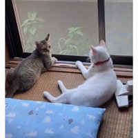 窓際にいる猫たち