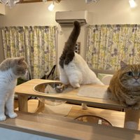 キャットタワーから降りる猫の後ろ姿と2匹の猫