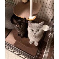 ケージにいる猫