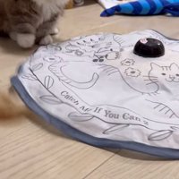 興味津々な猫