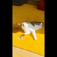 耳が横に