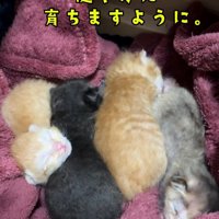 小さな子猫たち