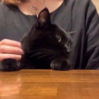 視線を横に向ける猫