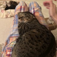 撫でられ終わっても耳が倒れているキジトラ猫