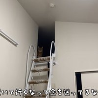 物陰から見つめてくる猫