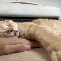 人の手を枕に寝る猫